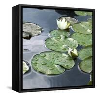 Water Lily Pond-Anna Miller-Framed Stretched Canvas