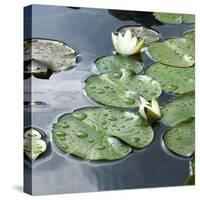 Water Lily Pond-Anna Miller-Stretched Canvas