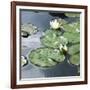 Water Lily Pond-Anna Miller-Framed Photographic Print