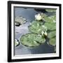 Water Lily Pond-Anna Miller-Framed Photographic Print