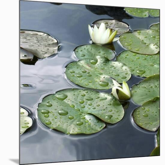 Water Lily Pond-Anna Miller-Mounted Photographic Print