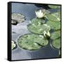 Water Lily Pond-Anna Miller-Framed Stretched Canvas