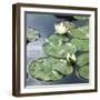 Water Lily Pond-Anna Miller-Framed Photographic Print