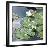 Water Lily Pond-Anna Miller-Framed Photographic Print