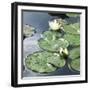 Water Lily Pond-Anna Miller-Framed Photographic Print