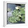 Water Lily Pond-Anna Miller-Framed Photographic Print