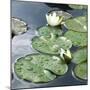 Water Lily Pond-Anna Miller-Mounted Photographic Print