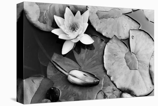 Water Lily Splendor, Central Park-null-Stretched Canvas