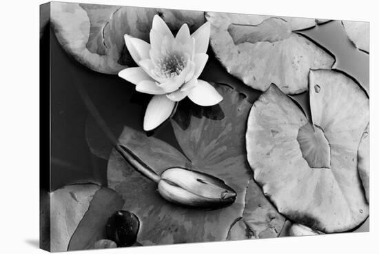 Water Lily Splendor, Central Park-null-Stretched Canvas