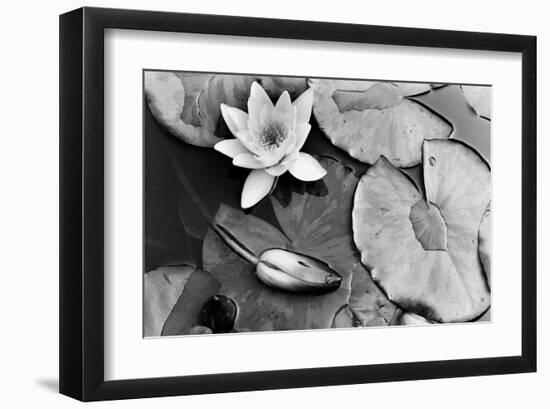 Water Lily Splendor, Central Park-null-Framed Art Print