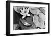 Water Lily Splendor, Central Park-null-Framed Art Print