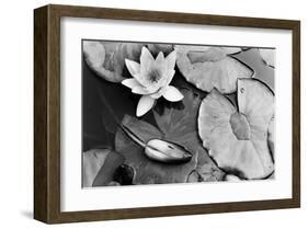 Water Lily Splendor, Central Park-null-Framed Art Print