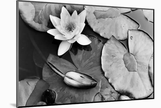 Water Lily Splendor, Central Park-null-Mounted Art Print