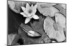 Water Lily Splendor, Central Park-null-Mounted Art Print