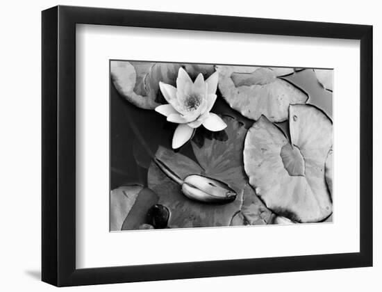 Water Lily Splendor, Central Park-null-Framed Art Print