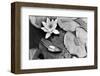 Water Lily Splendor, Central Park-null-Framed Art Print