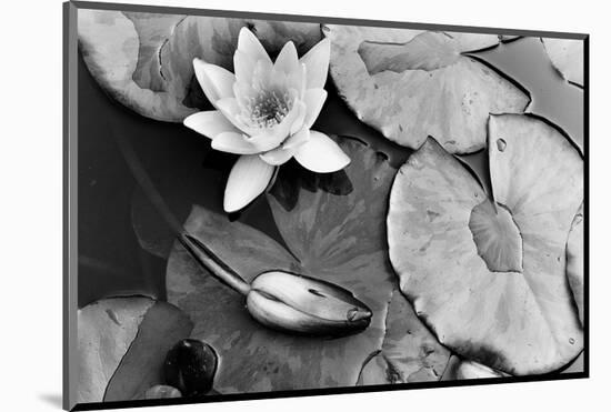 Water Lily Splendor, Central Park-null-Mounted Art Print