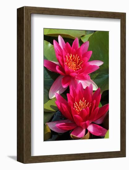 Water Lily Twins in the Pond-SusaZoom-Framed Photographic Print