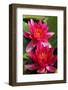 Water Lily Twins in the Pond-SusaZoom-Framed Photographic Print