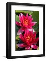 Water Lily Twins in the Pond-SusaZoom-Framed Photographic Print