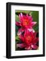 Water Lily Twins in the Pond-SusaZoom-Framed Photographic Print