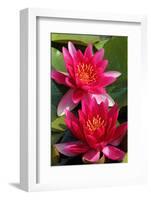 Water Lily Twins in the Pond-SusaZoom-Framed Photographic Print