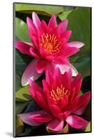 Water Lily Twins in the Pond-SusaZoom-Mounted Photographic Print