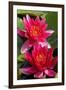 Water Lily Twins in the Pond-SusaZoom-Framed Photographic Print