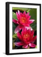 Water Lily Twins in the Pond-SusaZoom-Framed Photographic Print