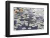 Water Lily with White Flowers-jpldesigns-Framed Photographic Print