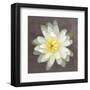 Water Lily-Erin Clark-Framed Art Print