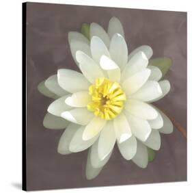 Water Lily-Erin Clark-Stretched Canvas