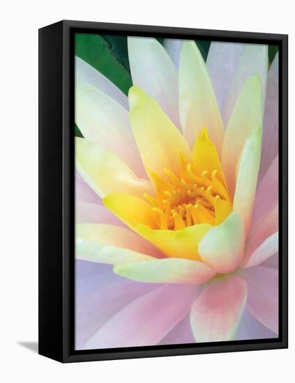 Water Lily-Jim Christensen-Framed Stretched Canvas