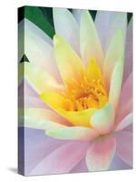 Water Lily-Jim Christensen-Stretched Canvas