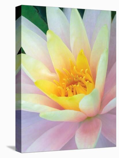 Water Lily-Jim Christensen-Stretched Canvas