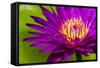 Water Lily-Dennis Goodman-Framed Stretched Canvas