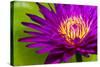 Water Lily-Dennis Goodman-Stretched Canvas