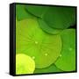 Water Lily-null-Framed Stretched Canvas