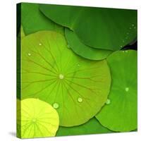 Water Lily-null-Stretched Canvas