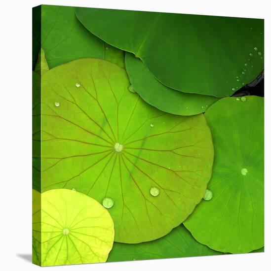 Water Lily-null-Stretched Canvas