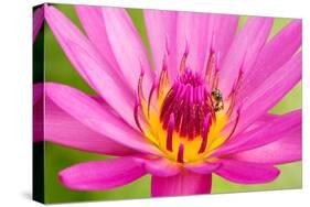Water Lily-Digitalpress-Stretched Canvas
