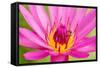 Water Lily-Digitalpress-Framed Stretched Canvas