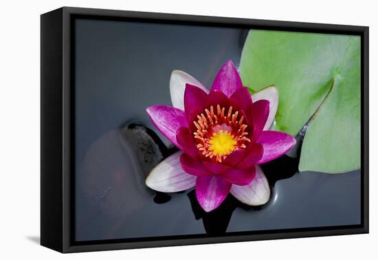 Water Lily-Michael Shake-Framed Stretched Canvas