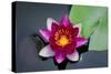 Water Lily-Michael Shake-Stretched Canvas