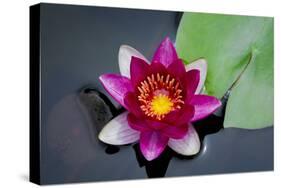 Water Lily-Michael Shake-Stretched Canvas