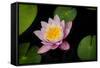 Water Lily-Michael Shake-Framed Stretched Canvas