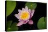 Water Lily-Michael Shake-Stretched Canvas