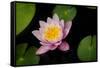 Water Lily-Michael Shake-Framed Stretched Canvas