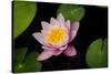 Water Lily-Michael Shake-Stretched Canvas