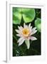 Water Lily-Gary Carter-Framed Photographic Print